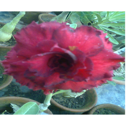 Adenium R93