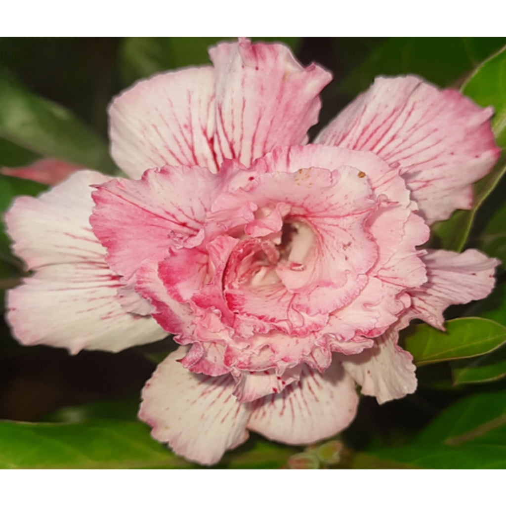 Adenium R95