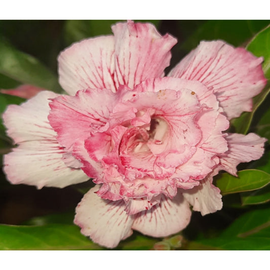 Adenium R95
