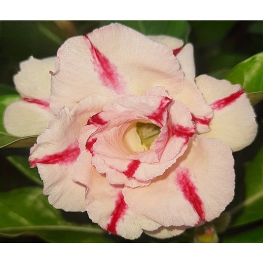 Adenium R97