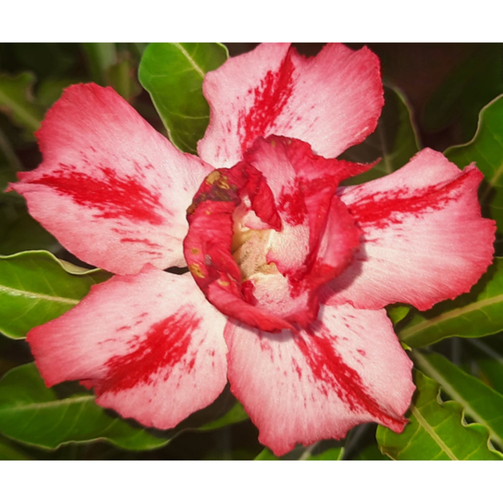 Adenium R99