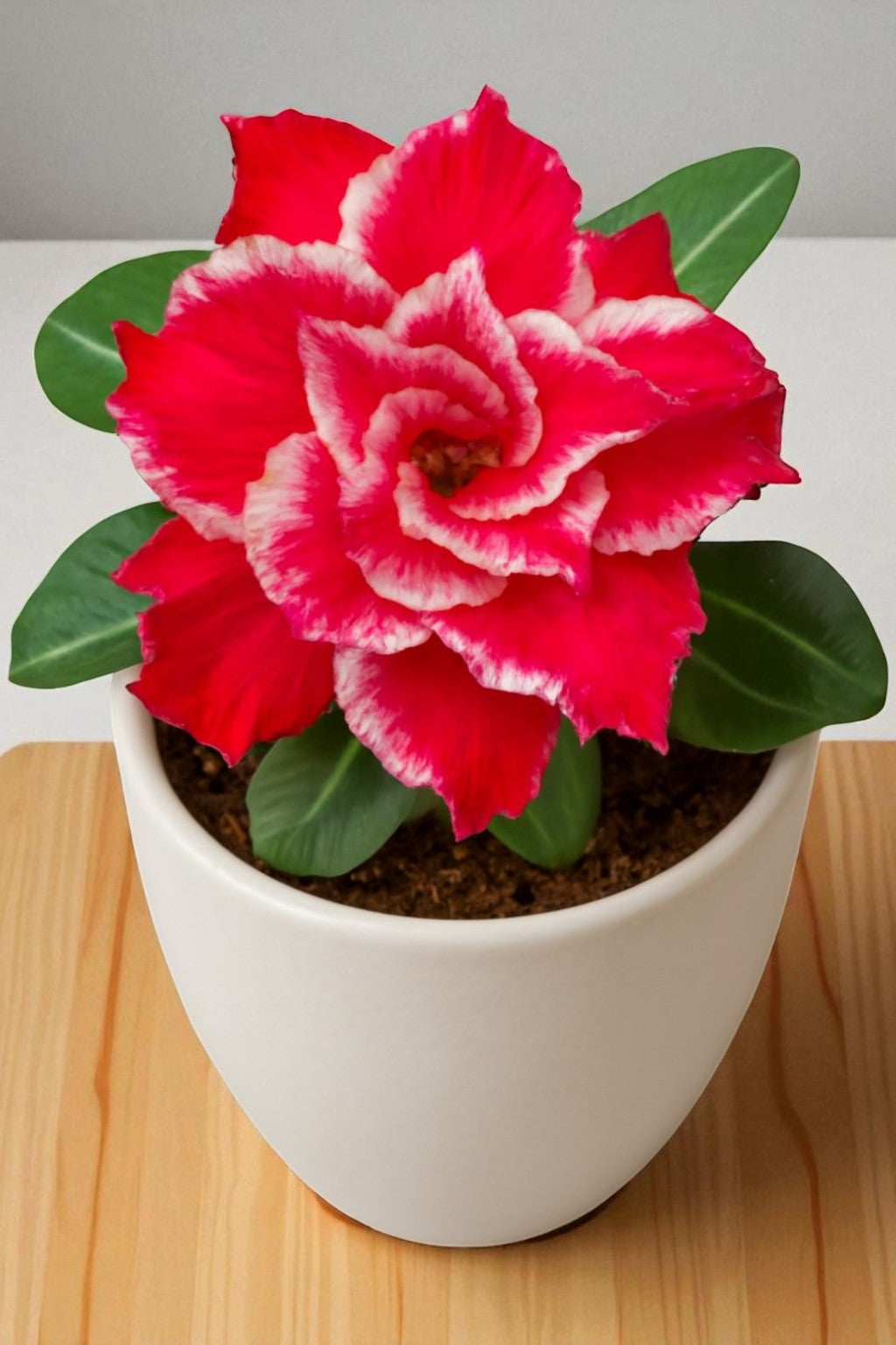 Adenium R1