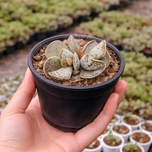 Adromischus Cooperi (Egg plant)