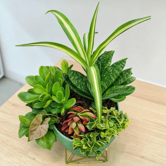 Air Purifying Plants Combo - Set of 6 Live Succulent Plants by Plant Orbit