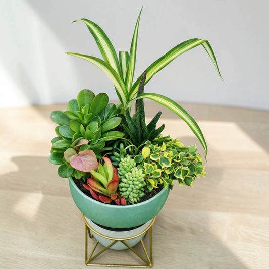 Air Purifying Plants Combo - Set of 7 Live Succulent Plants by Plant Orbit