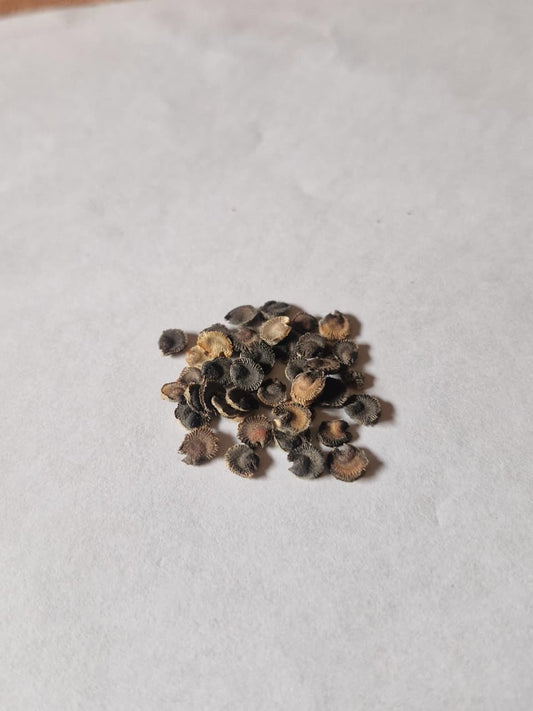 Alcea mix hybrid seed (25 seeds)