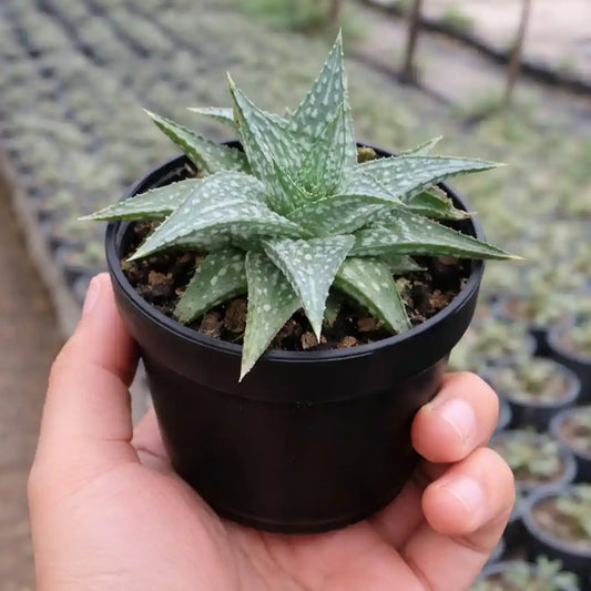 Aloe rauhii