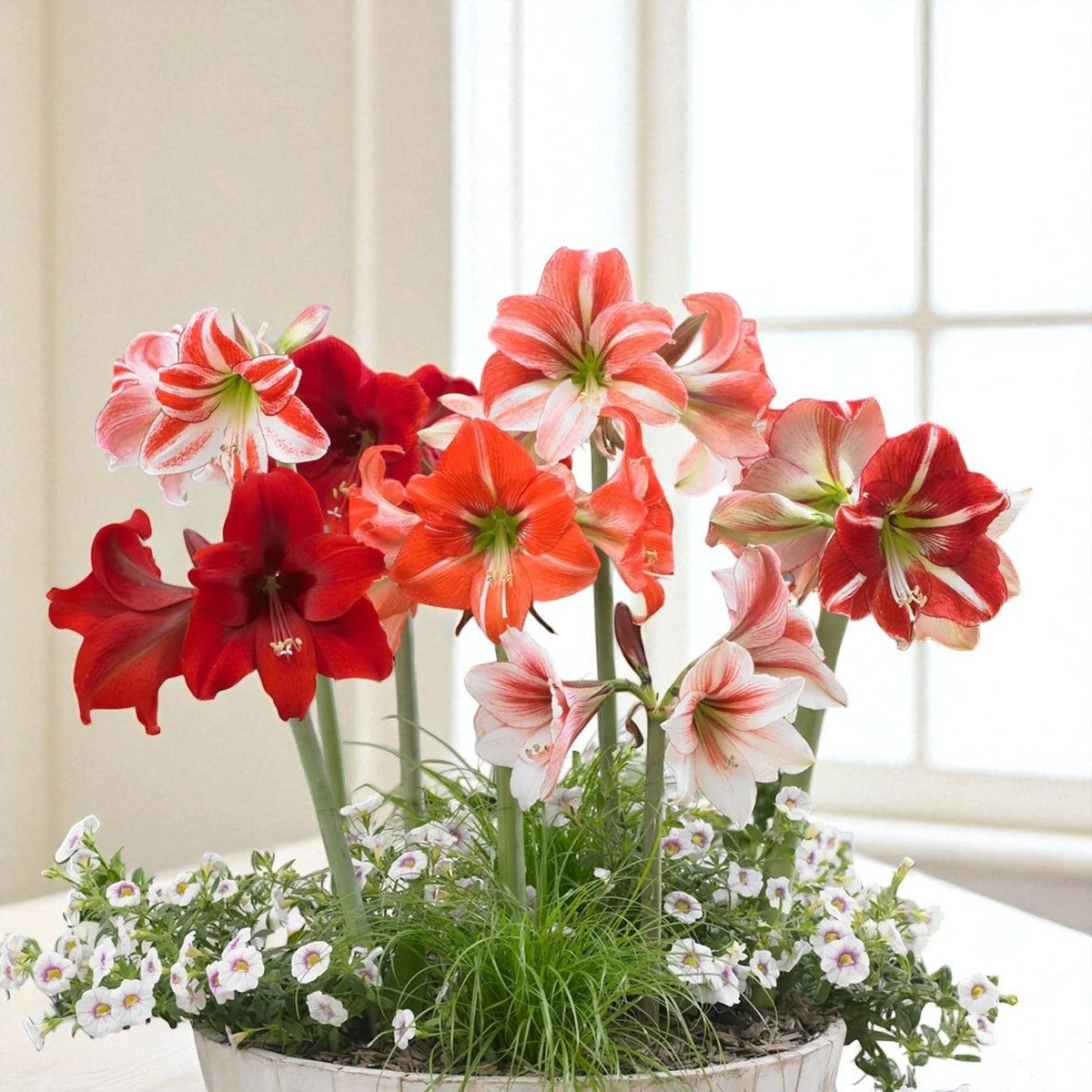 Amaryllis Lily