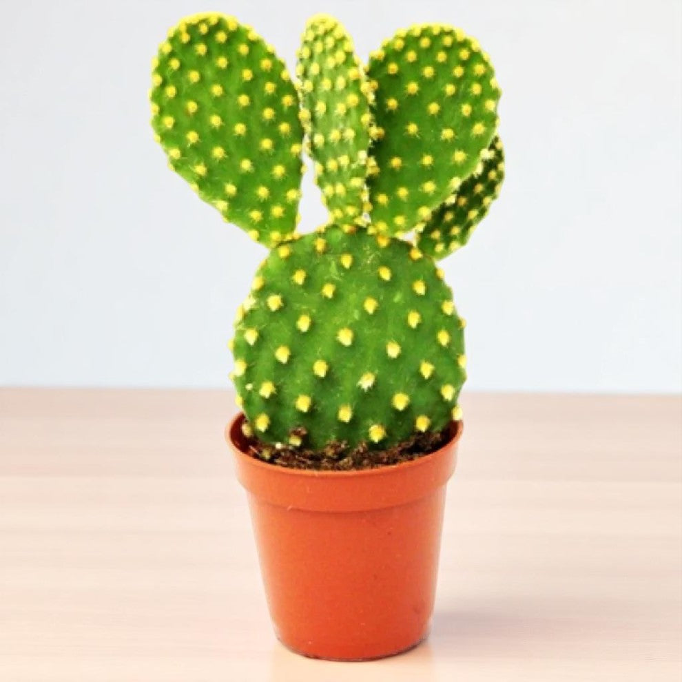 Opuntia Microdasys Var. Pallida Bunny Ear Cactus