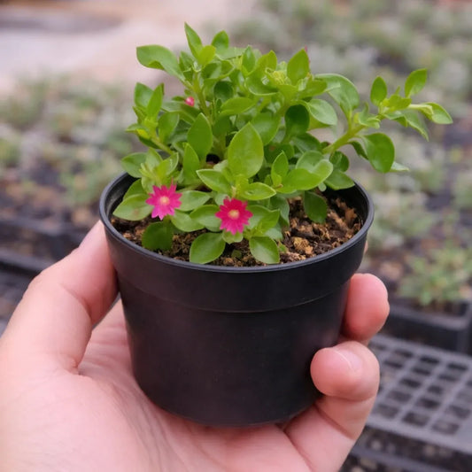 Baby Sunrose (Bare Rooted)