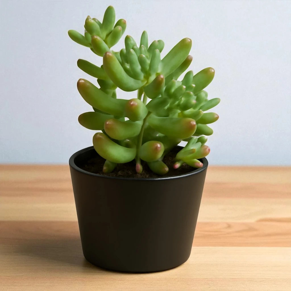 Sedum-Pachyphyllum - SEDUM-BANANA (Bare Rooted)
