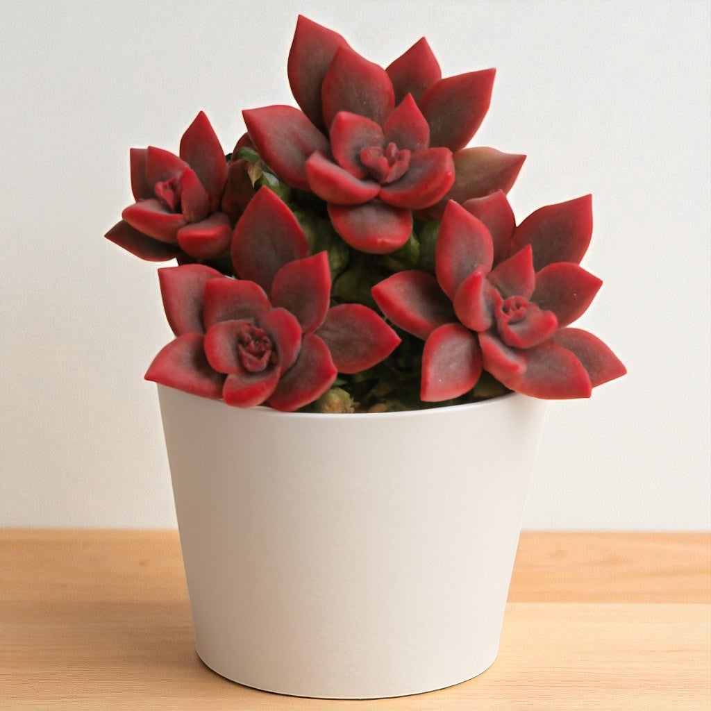 Graptosedum ‘Alpenglow’( Bare Rooted )