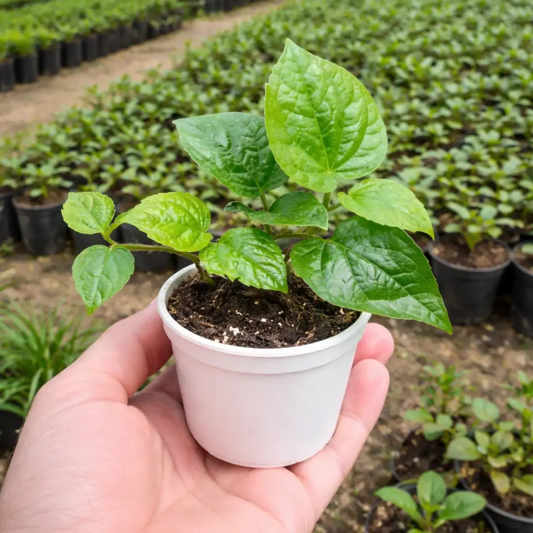 buy betel leaf plant Buy Betel Leaf (Paan) Plant – Fresh & Organic
