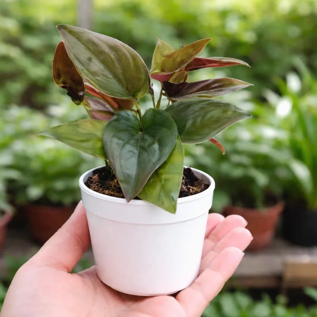 money plant order online Buy Black Money Plant – Rare Vastu Prosperity Plant Online – Plant Orbit