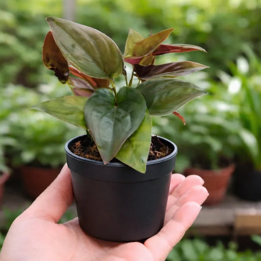 Black Money Plant Sapling