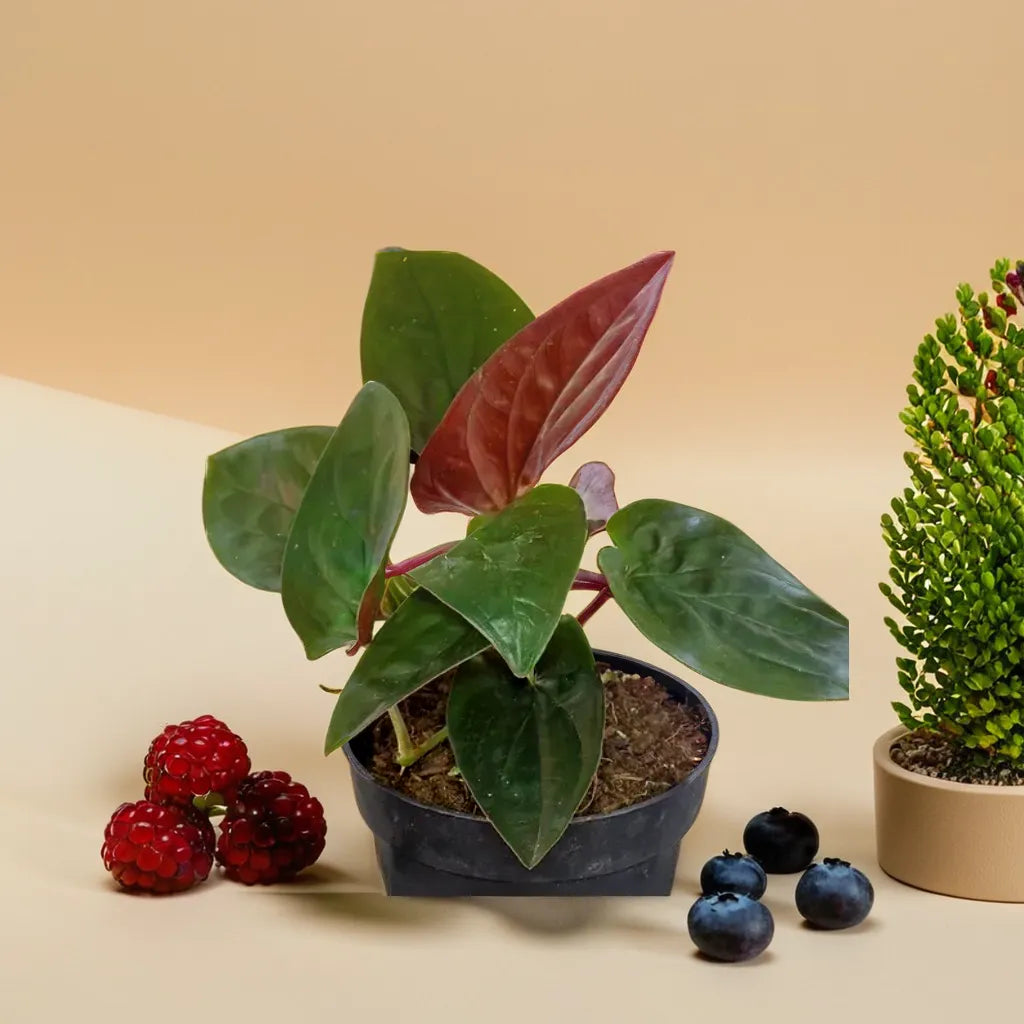 Black Money Plant Sapling