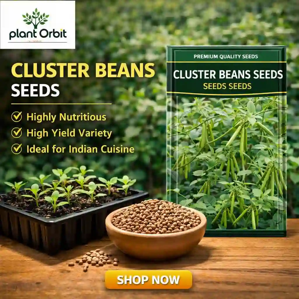 indian plant seeds online Buy Cluster Beans (Gawar Phalli) Desi Seeds Online – Plant Orbit
