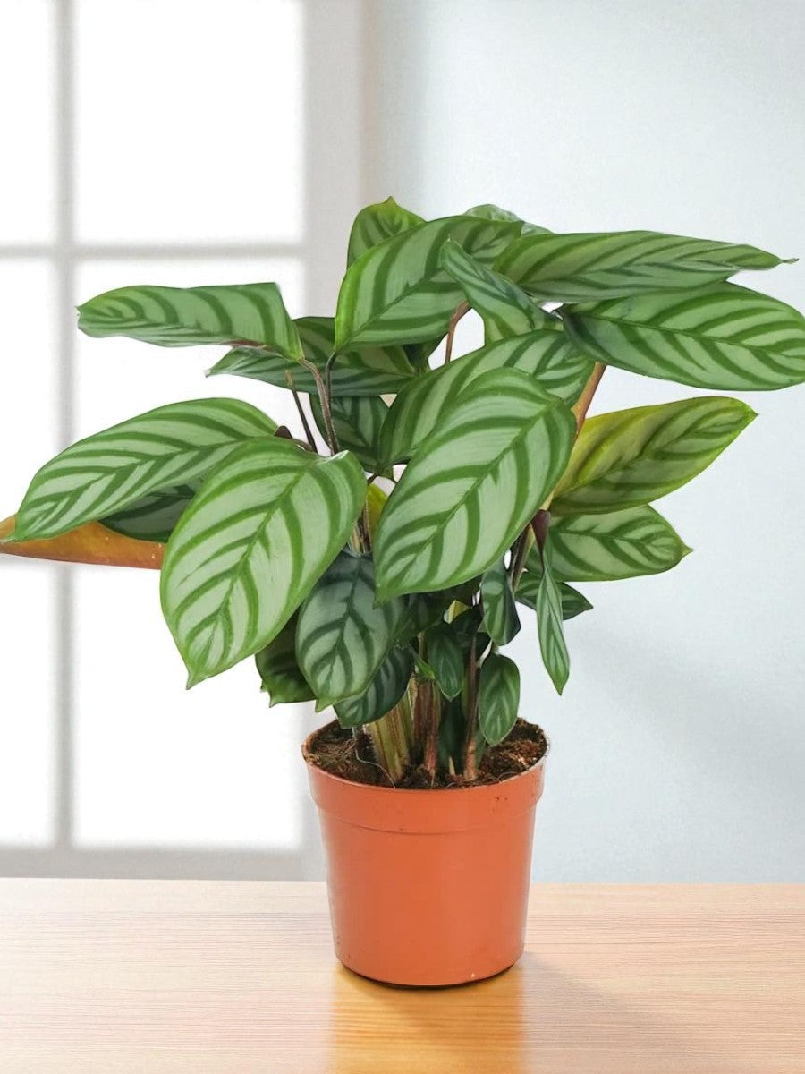 Calathea compact star