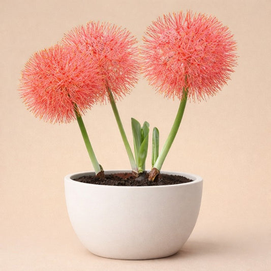 Football Lily Bulb