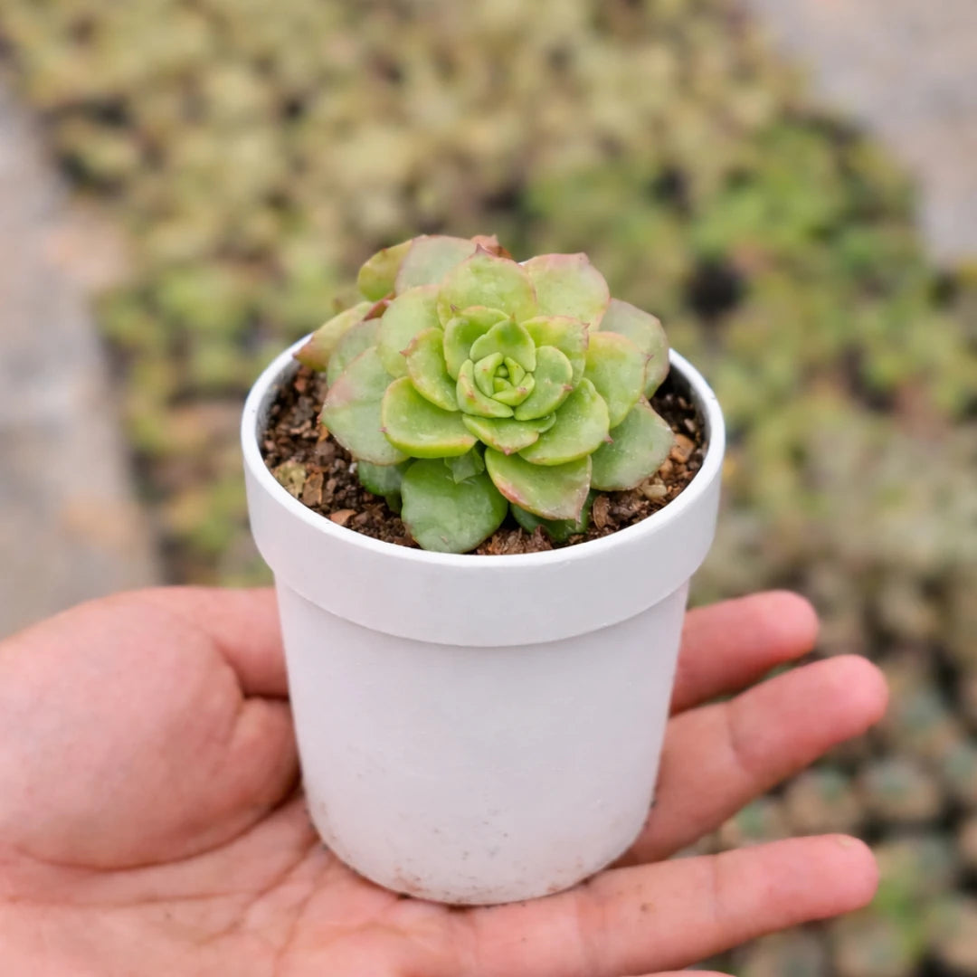 letizia succulent Sedeveria letizia – Plant Orbit