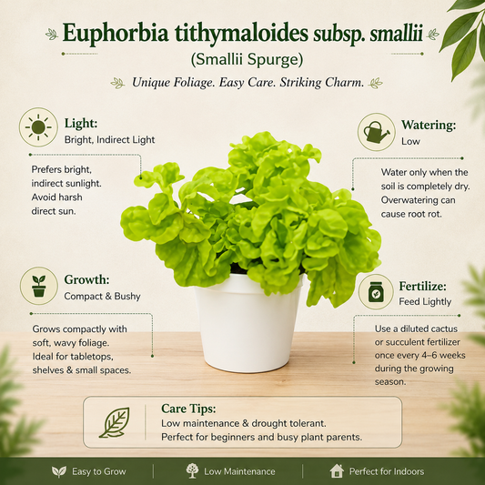 Euphorbia tithymaloides subsp. smallii