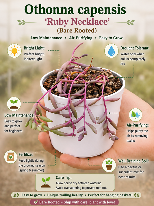 Othonna capensis-Ruby Necklace (Bare Rooted)
