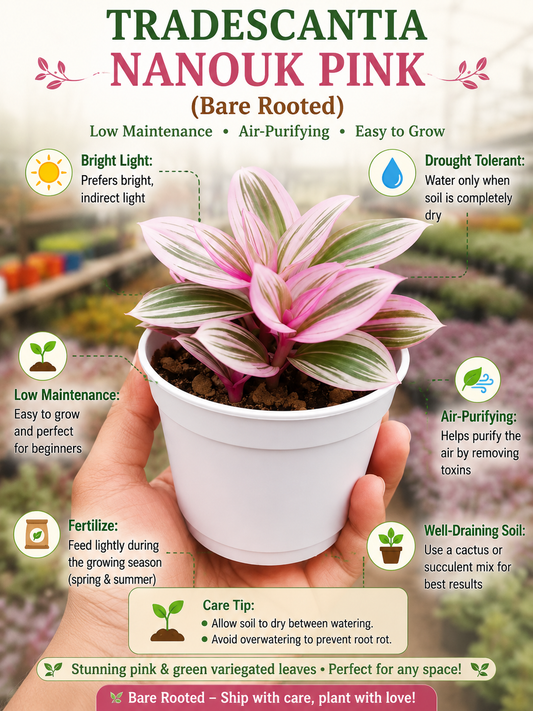 TRADESCANTIA NANOUK PINK (Bare Rooted)