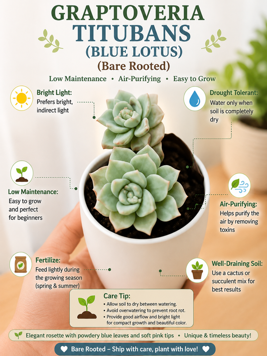 Graptoveria Titubans (Blue Lotus) Bare Rooted