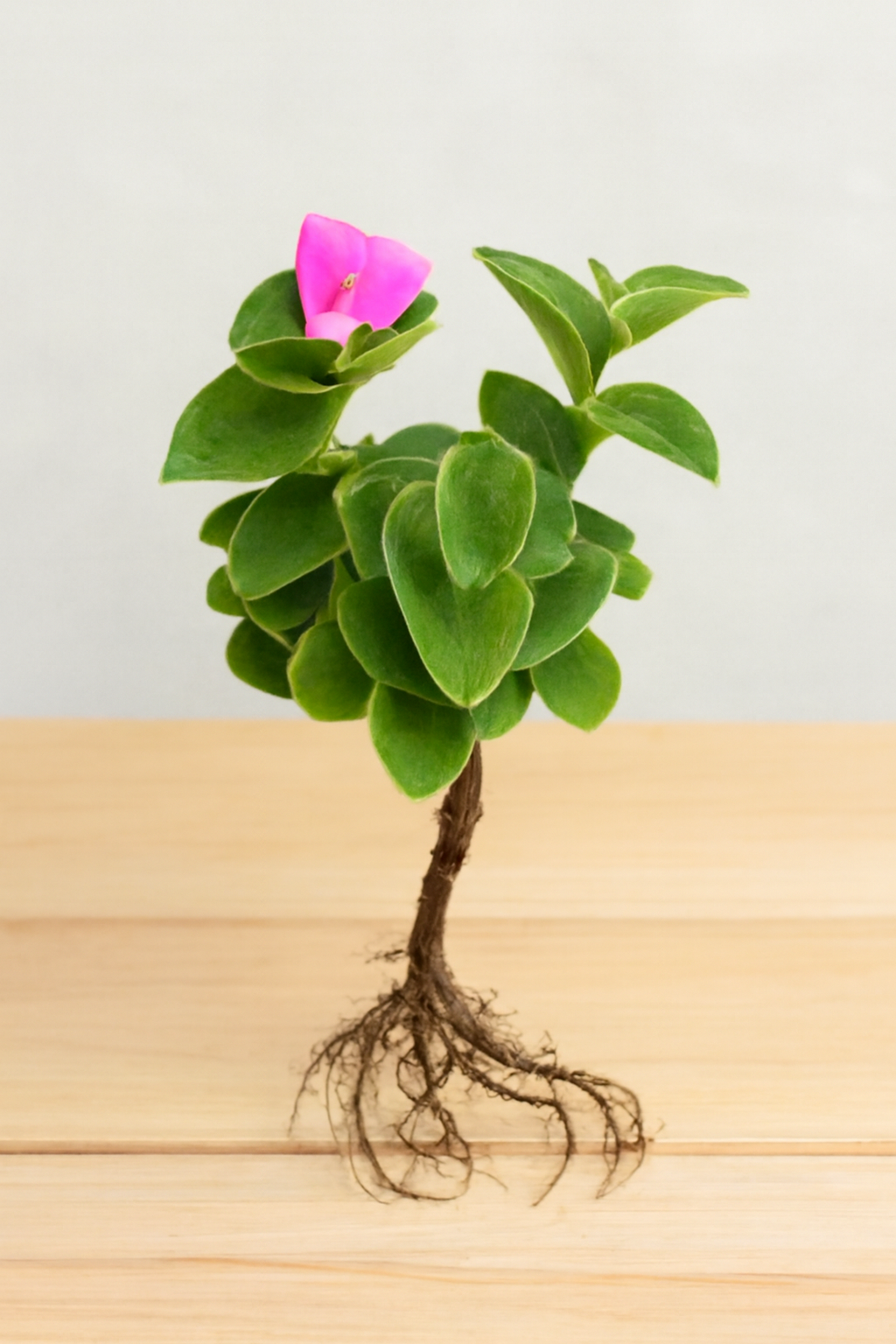 Tradescantia Silamontana Webbed Leaves (Bare Rooted)