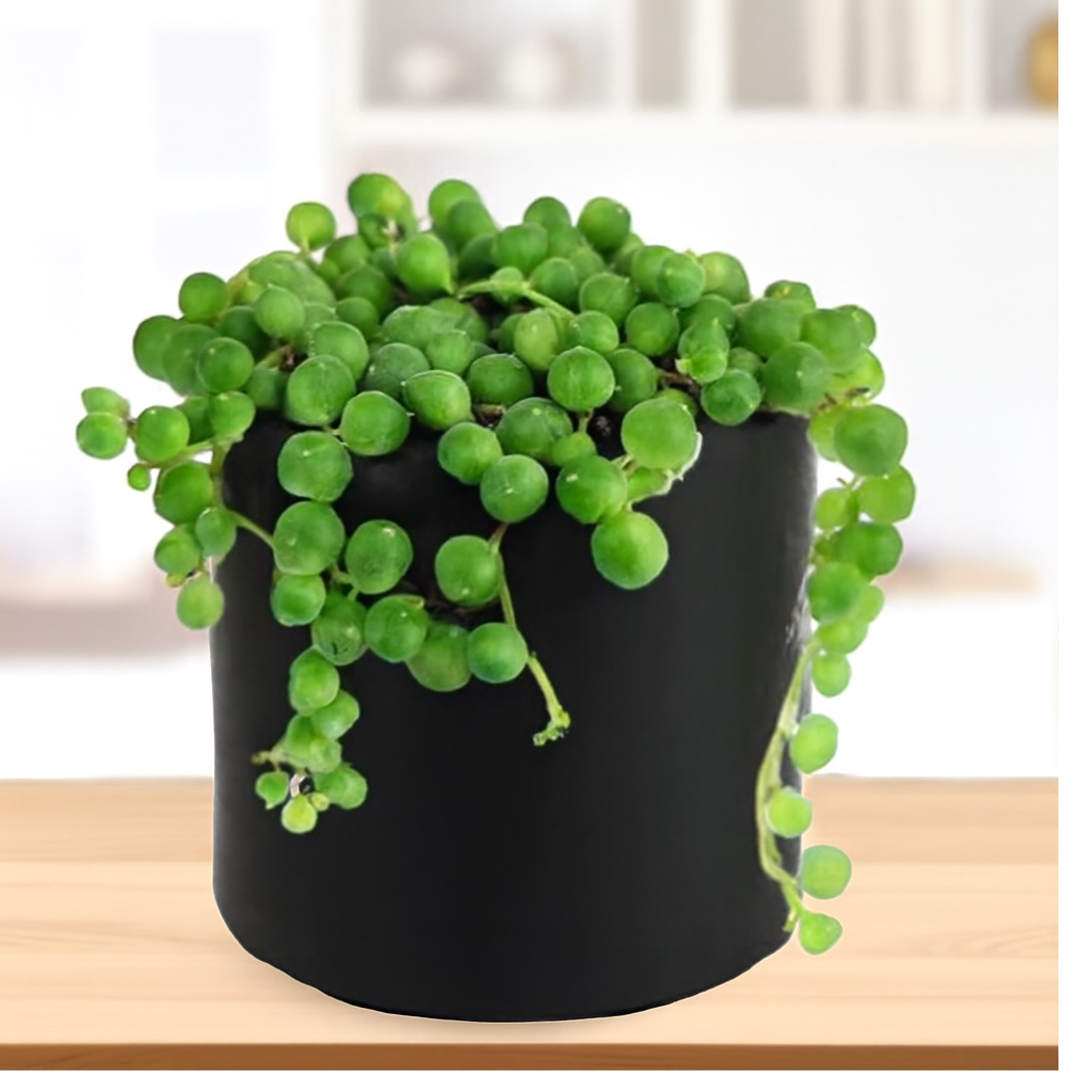 Senecio rowleyanus String of pearls (Bare Rooted)