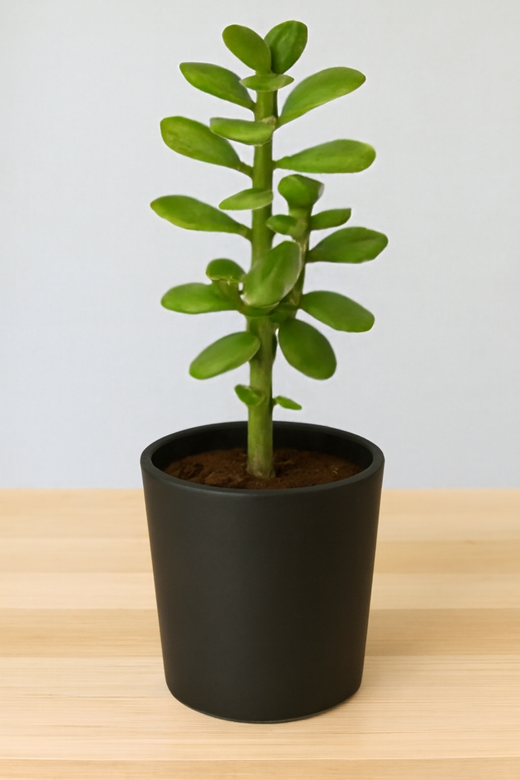Crassula Jade plant (Kubber plant)