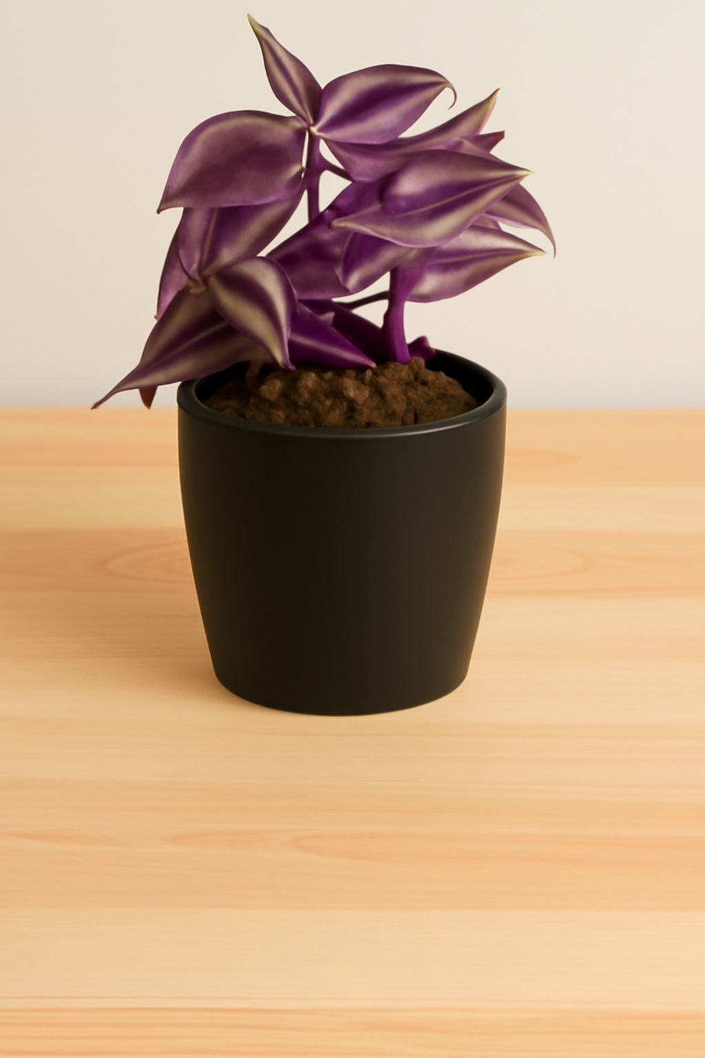 Tradescantia zebrina (Bare Rooted)