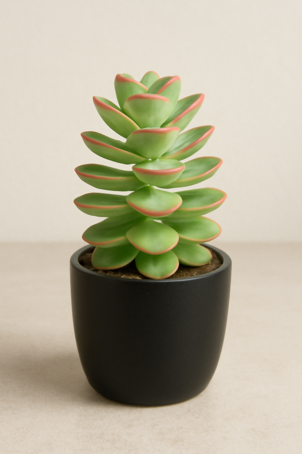 Crassula Thyrsiflora