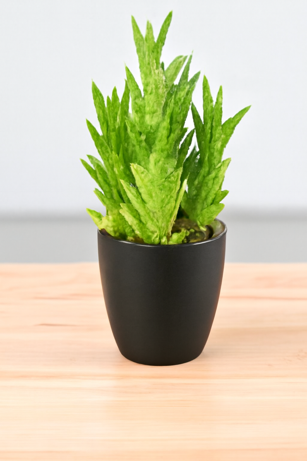Juvenna Tiger tooth aloe (Bare Rooted)