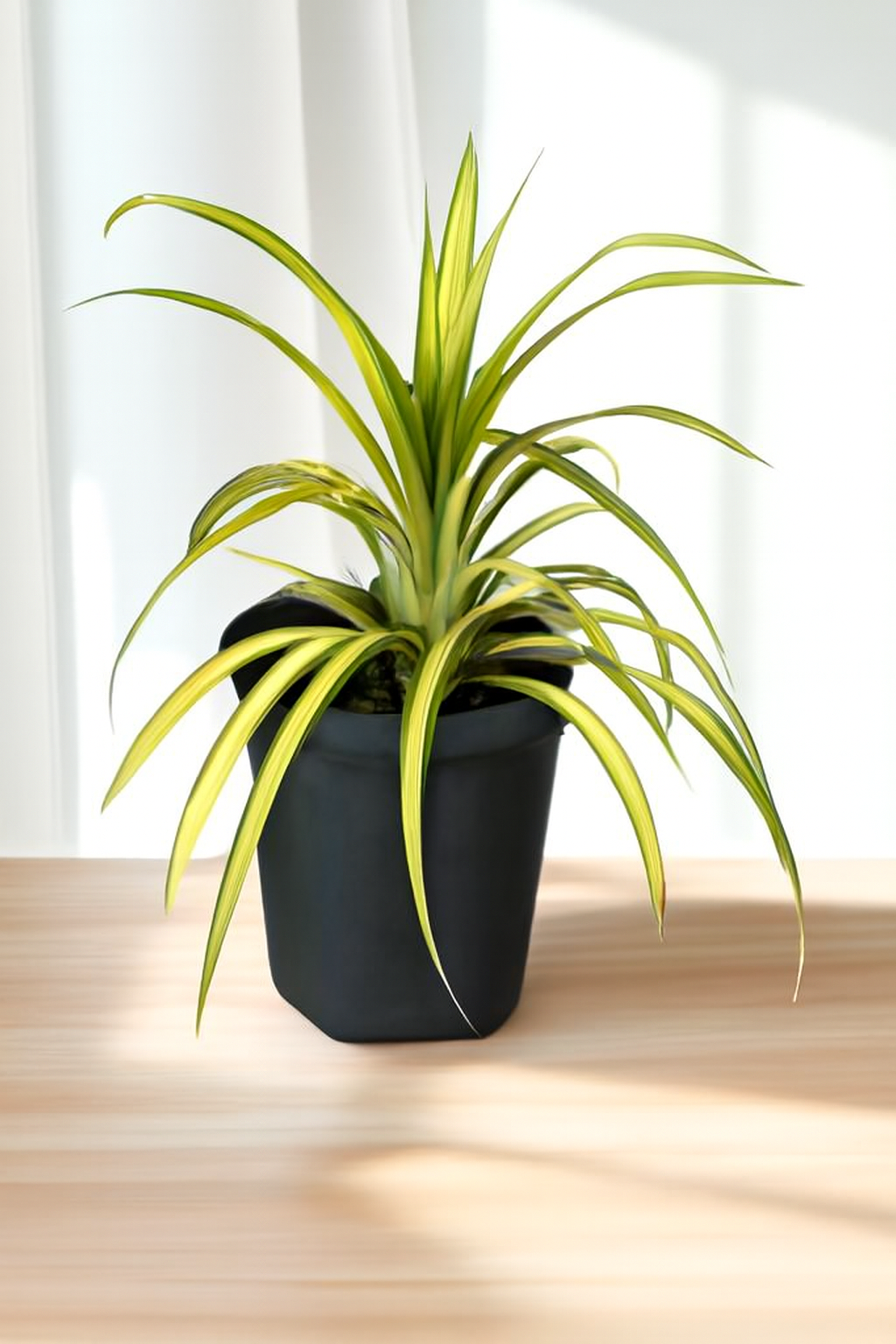 SPIDER PLANT AIR PURIFIER (BARE ROOTED)