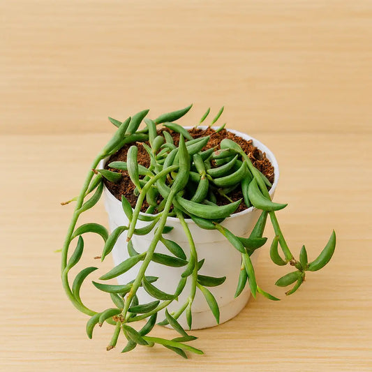 Senecio citriformisis (String of tears) (Bare Rooted)