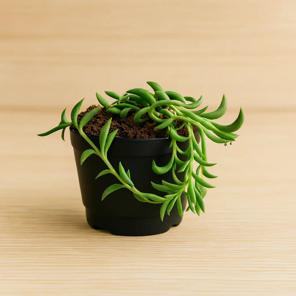 Senecio citriformisis (String of tears) (Bare Rooted)