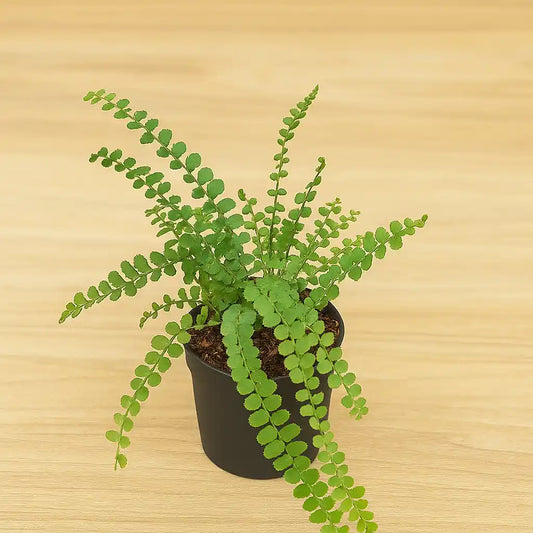 Bottle Fern