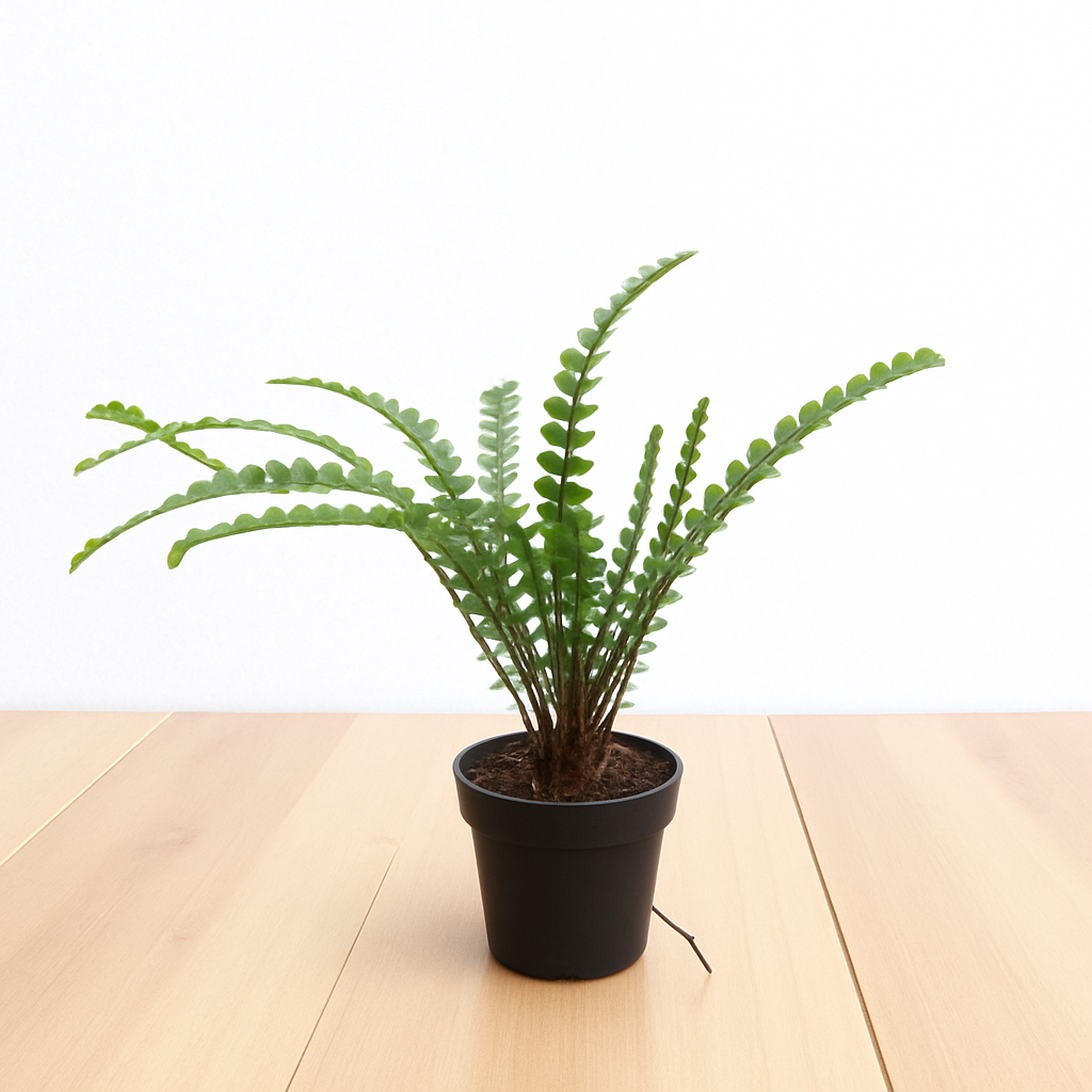 Golden Fern Plant