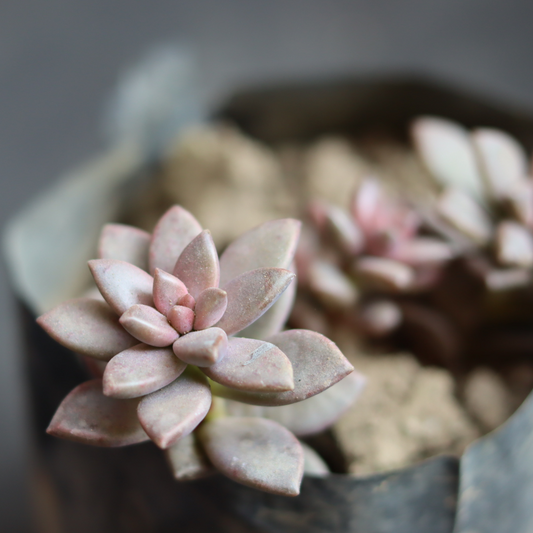 Close-up of Chocolate Sedum succulent displaying rich, pinkish hues, perfect for plant enthusiasts.