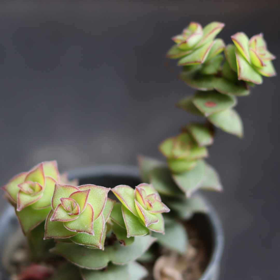 Close-up of Crassula Perforata succulent plant with stacked, geometric leaves