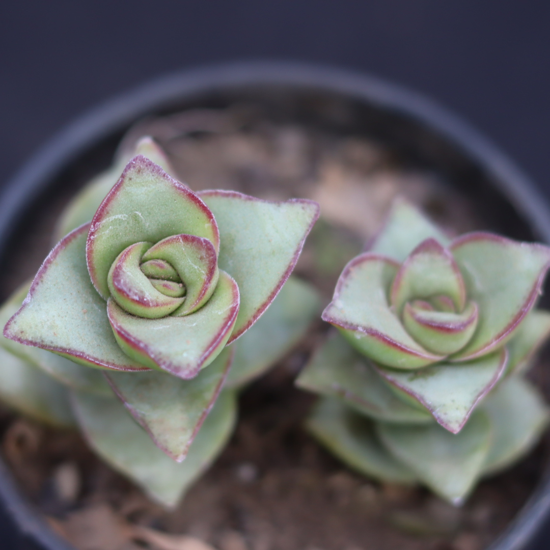 Top view of Crassula Perforata, highlighting its green leaves with red edges