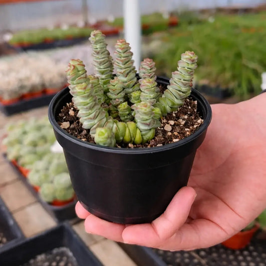 Crassulla Baby Nexclace (Bare Rooted)
