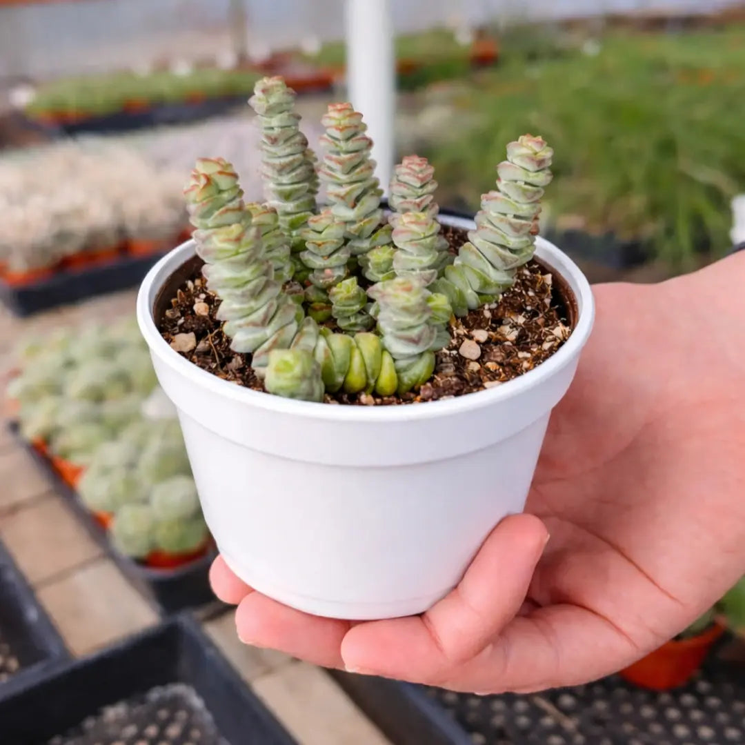 succulents online shop Buy Crassulla Baby Nexclace Succulents Online In India