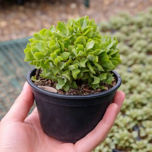 Crassulla Ruffells Jade (Bare Rooted)