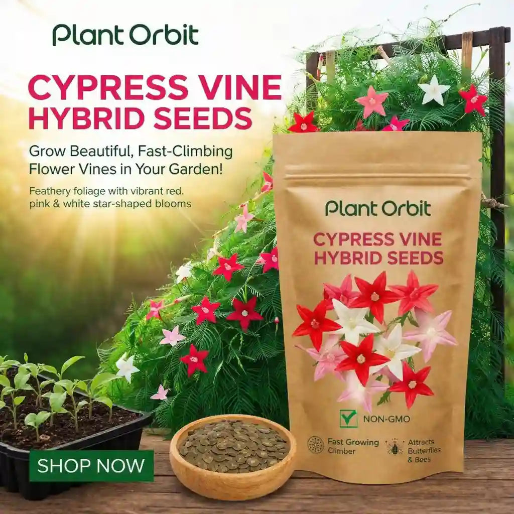planting cypress vine seeds CYPRESS VINE HYBRID SEEDS (20 seeds) – Plant Orbit