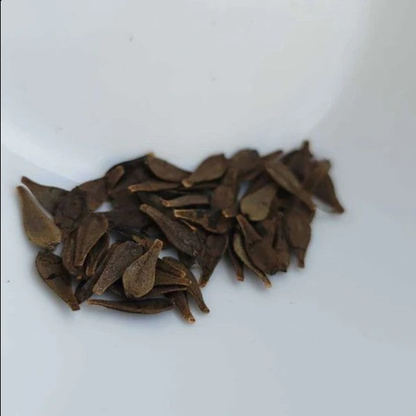 Dahlia Mix Hybrid Seeds (25 seeds)
