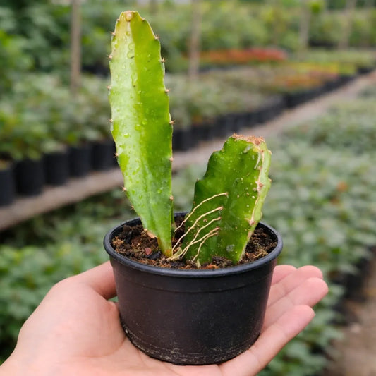 Dragon Fruit Plant (Bare rooted )