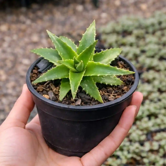 Dykia breviflolia (BARE ROOTED)