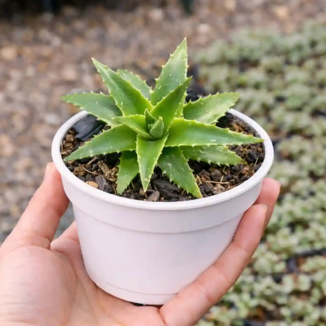 succulents native to india Dykia breviflolia Succulents Online In India